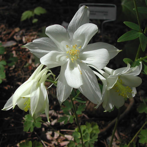 Aquilegia hybrida White Star